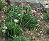 Armeria