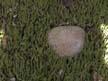 ground cover 1
