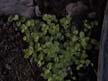 ground cover 4