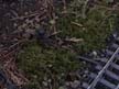 ground cover 5