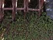 ground cover 6