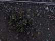 ground cover 7