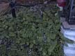 ground cover 8
