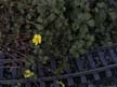 ground cover 09