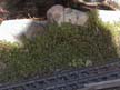 ground cover 10