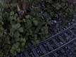 ground cover 11