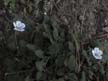 ground cover 12