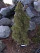 tree 1