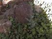 tree 2