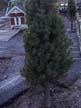 tree 4