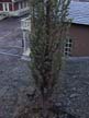 tree 8